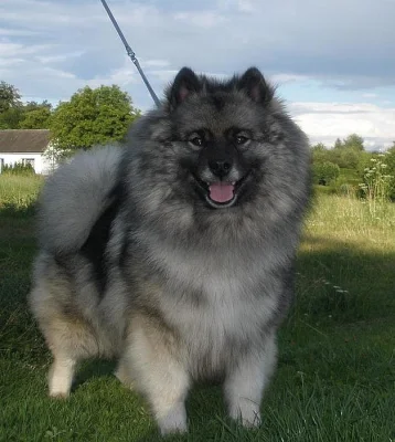 Keeshond / vlčí špic prodám štěňata s PP po kvalit